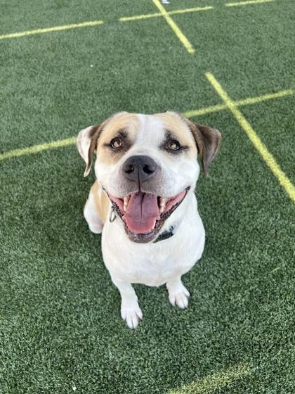 Tawney, a Adoptable mixed breed in Fresno, CA image 2/2