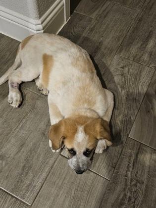 Minky, adopted, Puppy Female Shepherd & Mixed Breed.