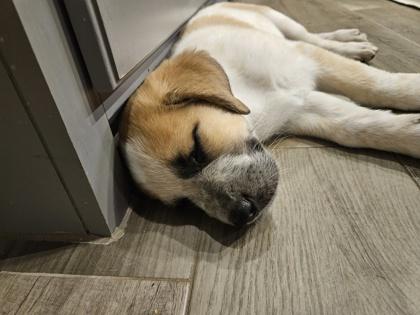 Enlarge Minky, an adopted mixed breed in Fort Worth, TX image 2/3