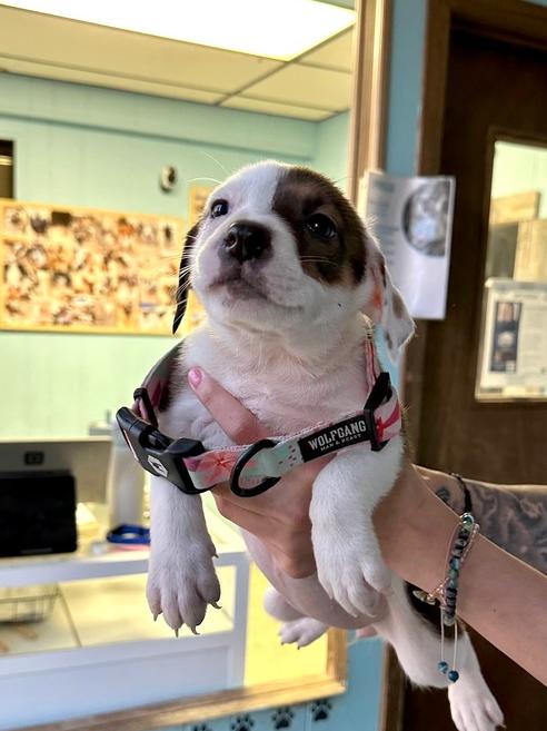 Poppy, Adoptable, Puppy Female Mixed Breed.