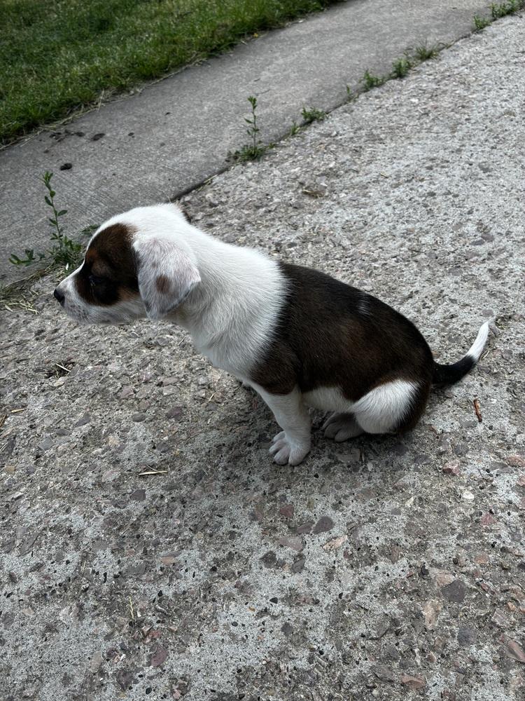 Enlarge Poppy, a Adoptable mixed breed in Rapid City, SD image 2/2