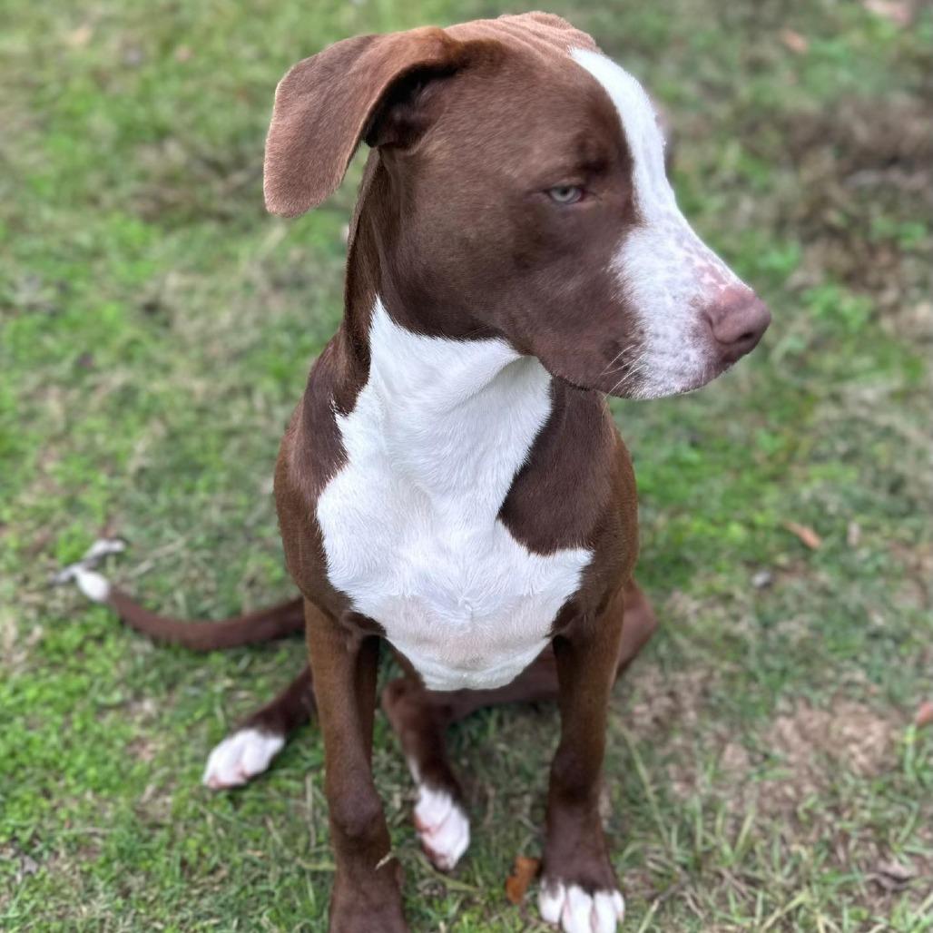 Zariah, Adoptable, Young Female Terrier.