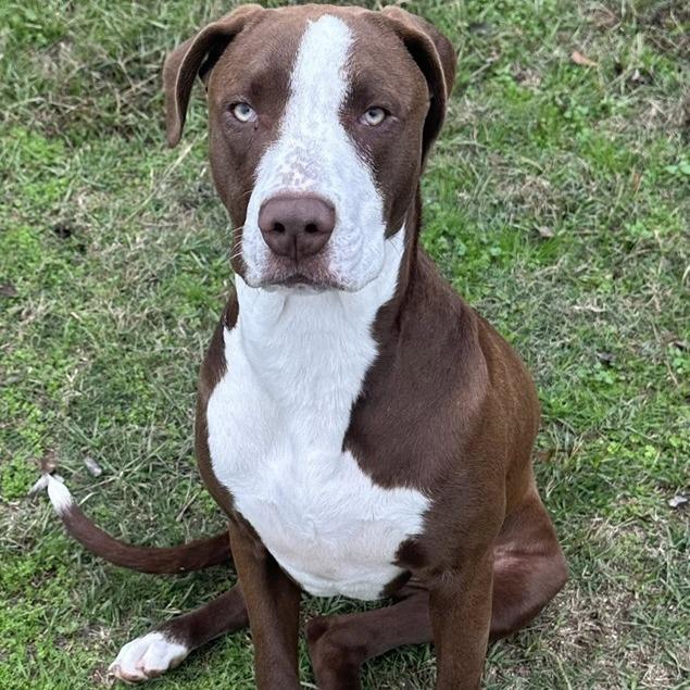 Enlarge Zariah, a Adoptable Terrier in Montgomery, AL image 2/4