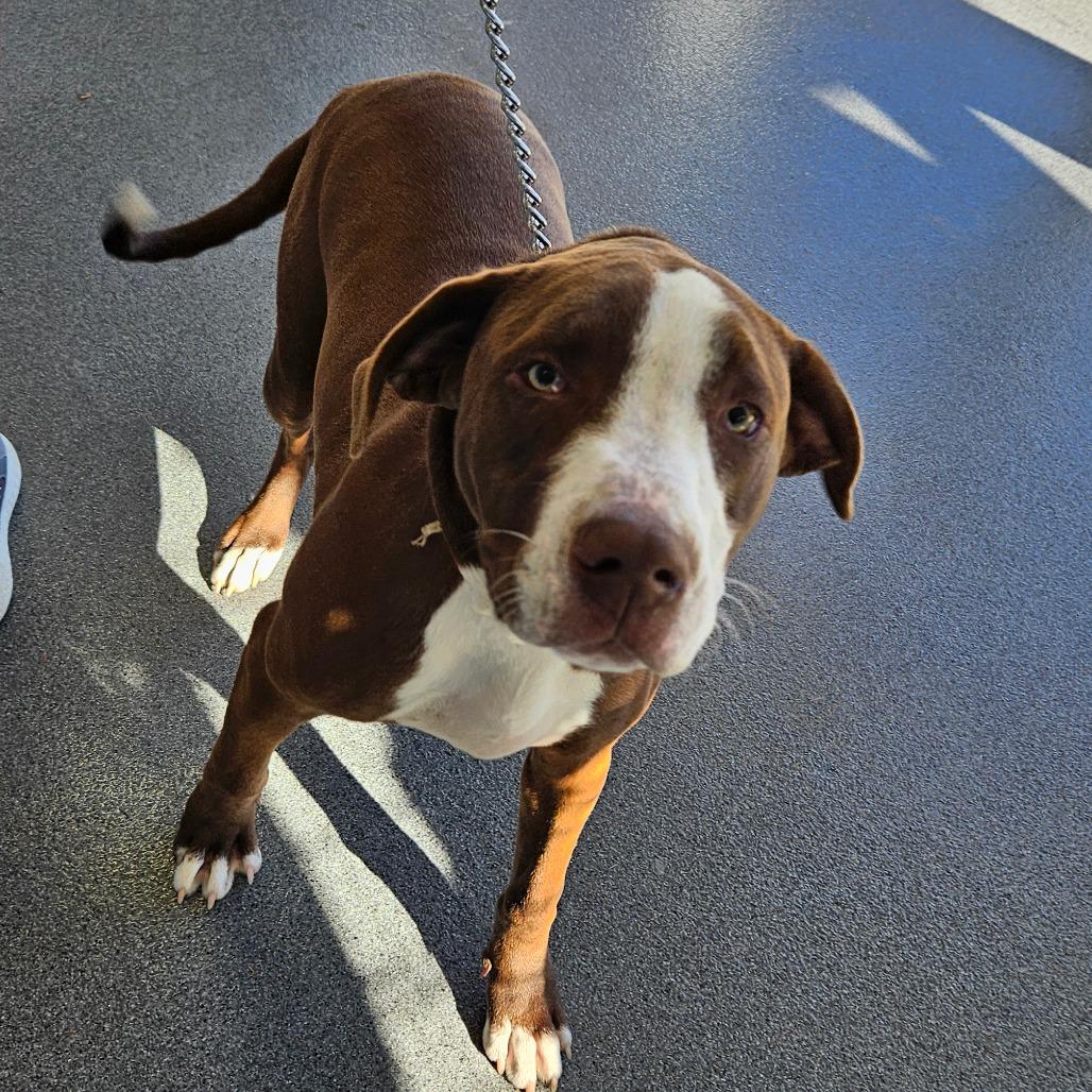 Enlarge Zariah, a Adoptable Terrier in Montgomery, AL image 3/4