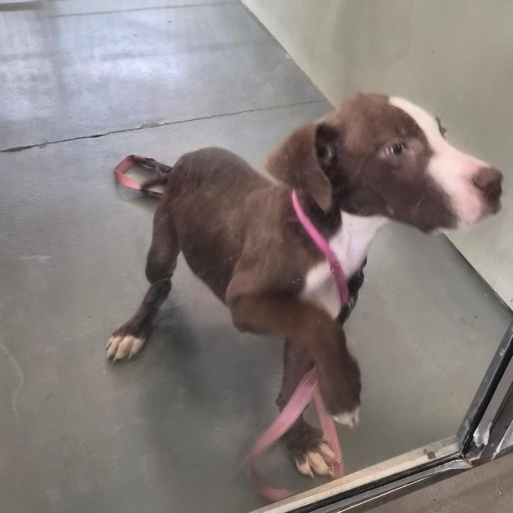 Enlarge Zariah, a Adoptable Terrier in Montgomery, AL image 4/4