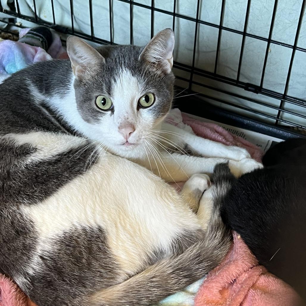 Enlarge Rascal, a Adoptable Domestic Short Hair in Oak Hill, WV image 1/1