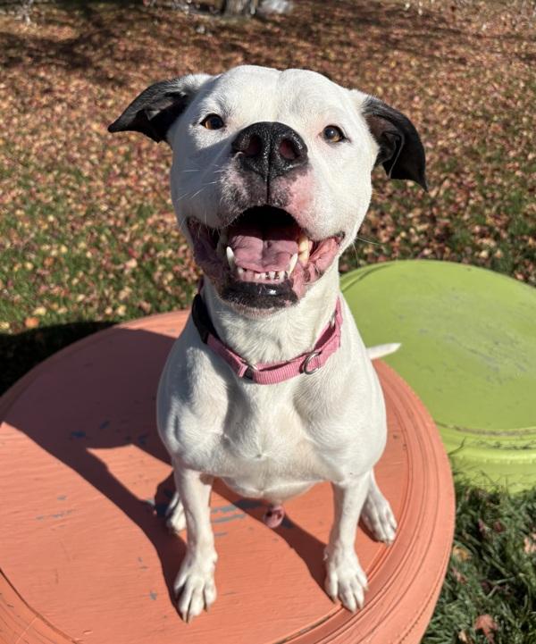 Oreo, Adoptable, Adult Female American Bulldog & Labrador Retriever.