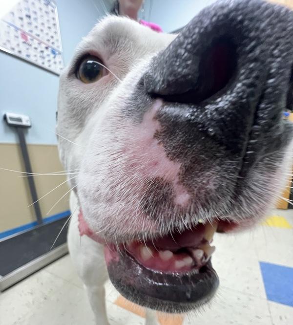 Enlarge Oreo, a Adoptable mixed breed in Sioux City, IA image 2/6