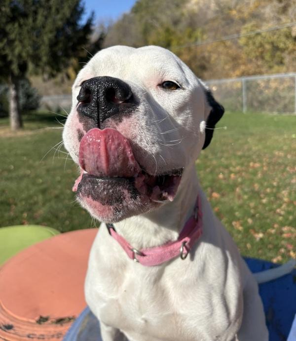 Enlarge Oreo, a Adoptable mixed breed in Sioux City, IA image 3/6