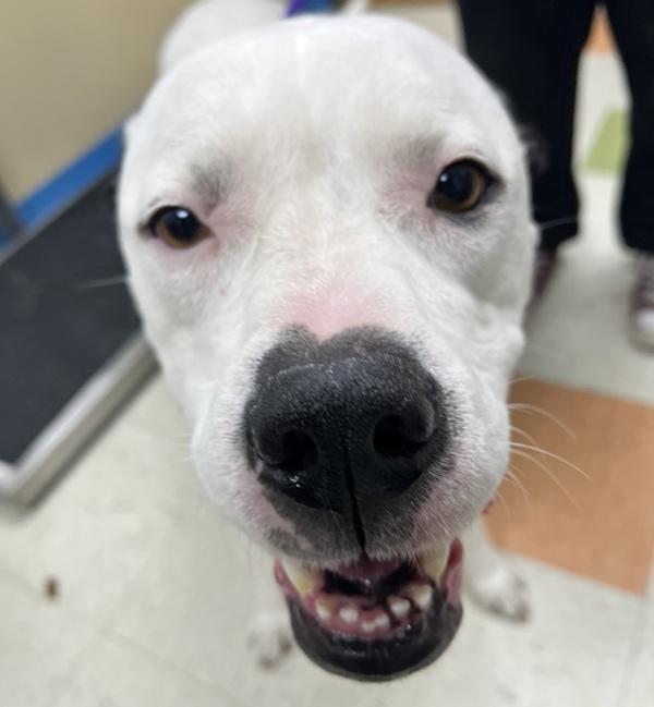 Enlarge Oreo, a Adoptable mixed breed in Sioux City, IA image 5/6