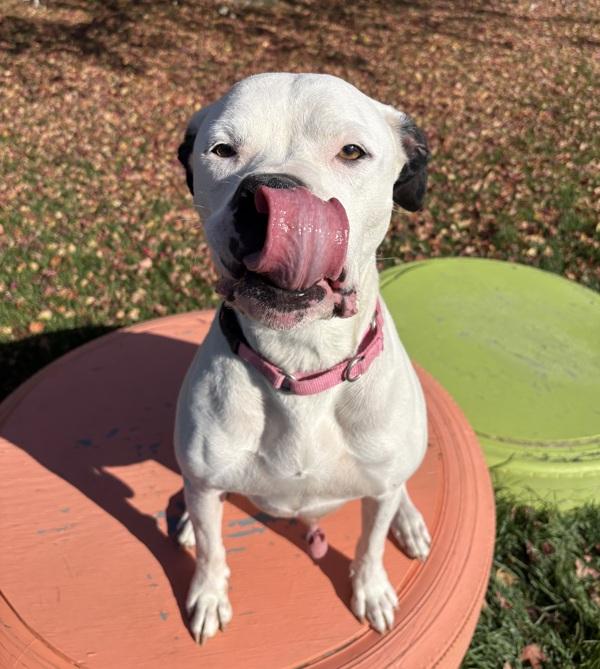 Enlarge Oreo, a Adoptable mixed breed in Sioux City, IA image 6/6