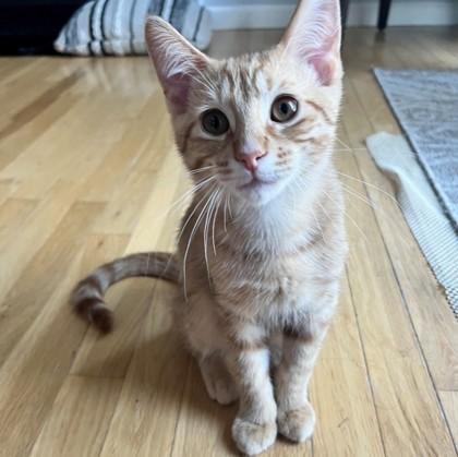 Frog Eye (Bashful Buddy), a Adoptable Domestic Short Hair in Wheaton, IL image 2/3