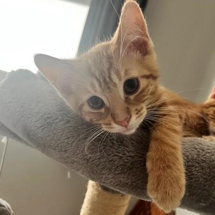 Frog Eye (Bashful Buddy), a Adoptable Domestic Short Hair in Wheaton, IL image 3/3