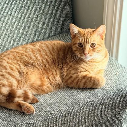 Enlarge Frog Eye (Bashful Buddy), a Adoptable Domestic Short Hair in Wheaton, IL image 3/3