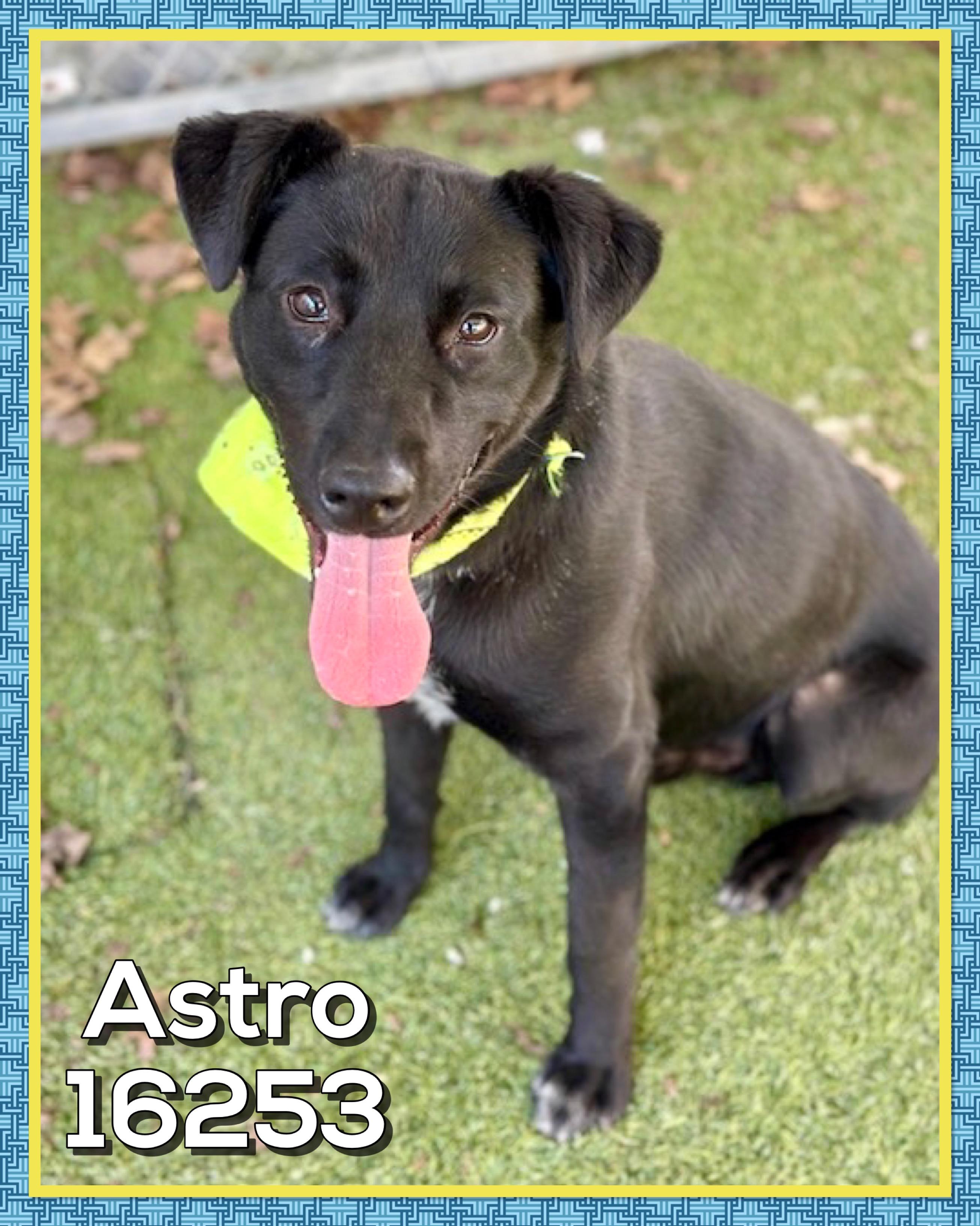 Enlarge ASTRO, an adoptable mixed breed in Marietta, GA image 1/4