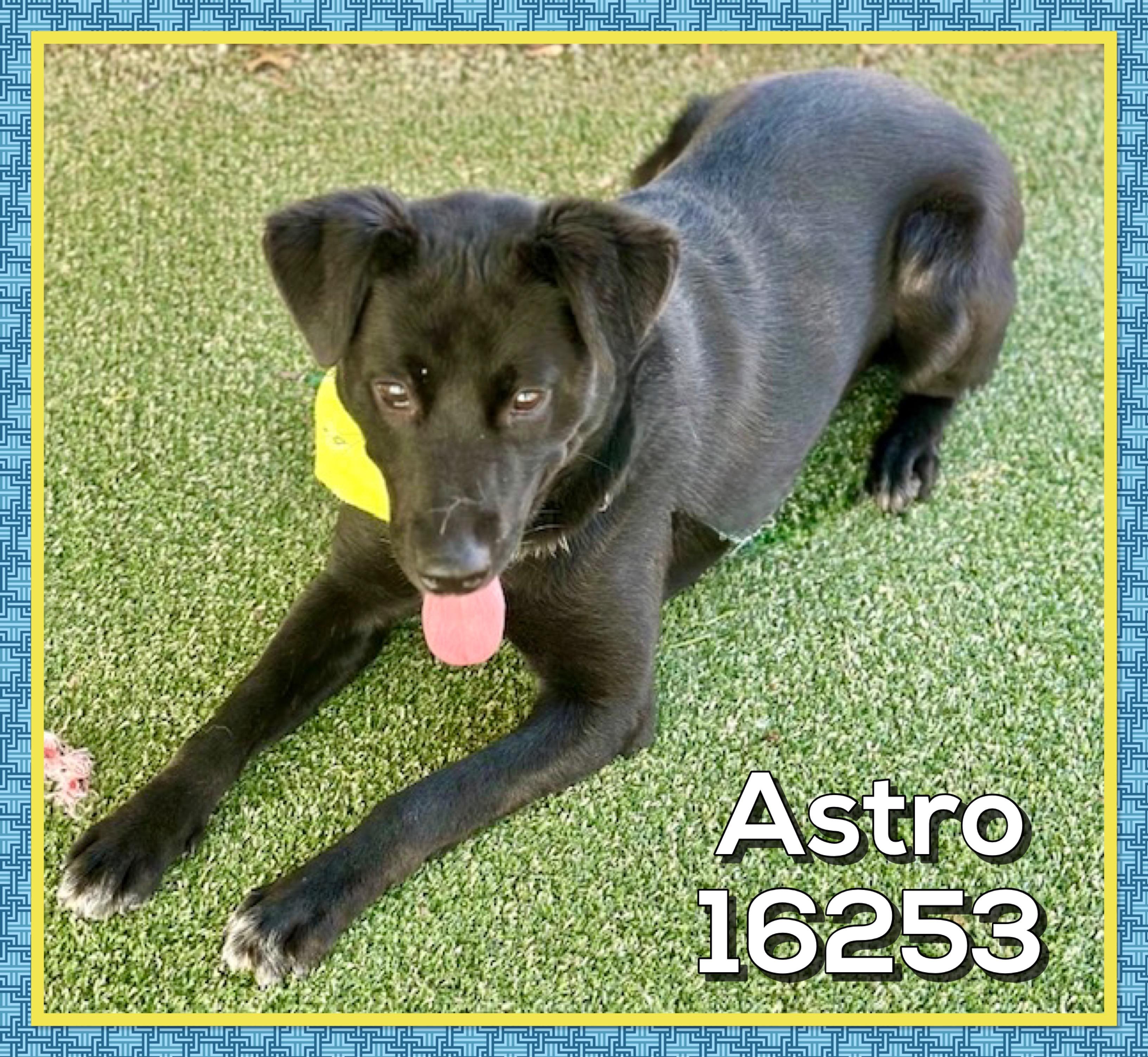 Enlarge ASTRO, an adoptable mixed breed in Marietta, GA image 2/4