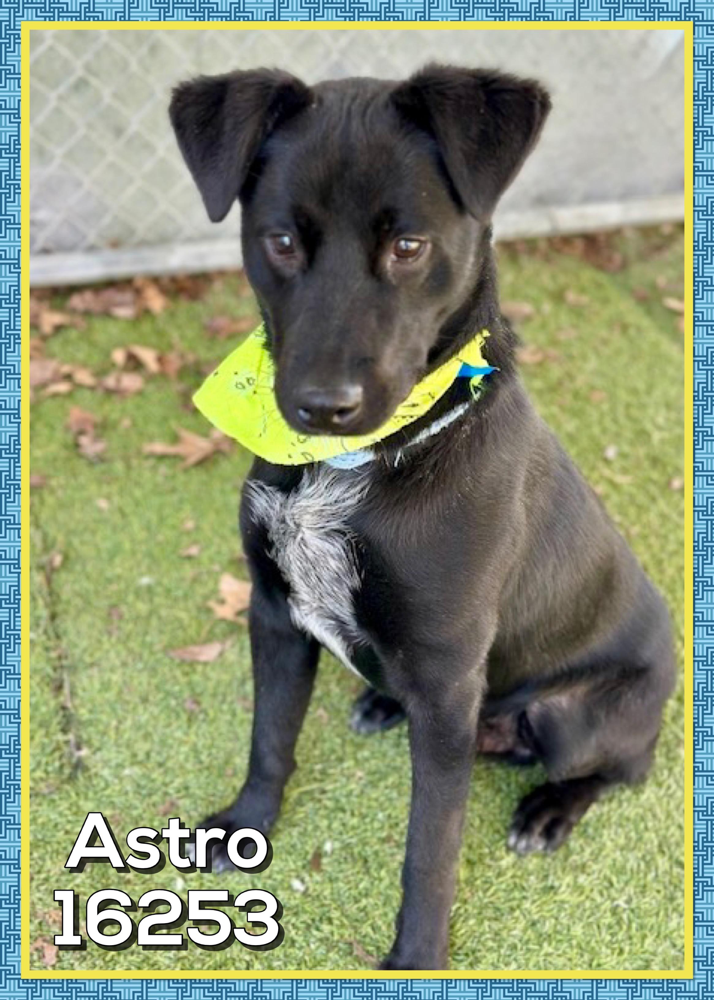 Enlarge ASTRO, an adoptable mixed breed in Marietta, GA image 4/4