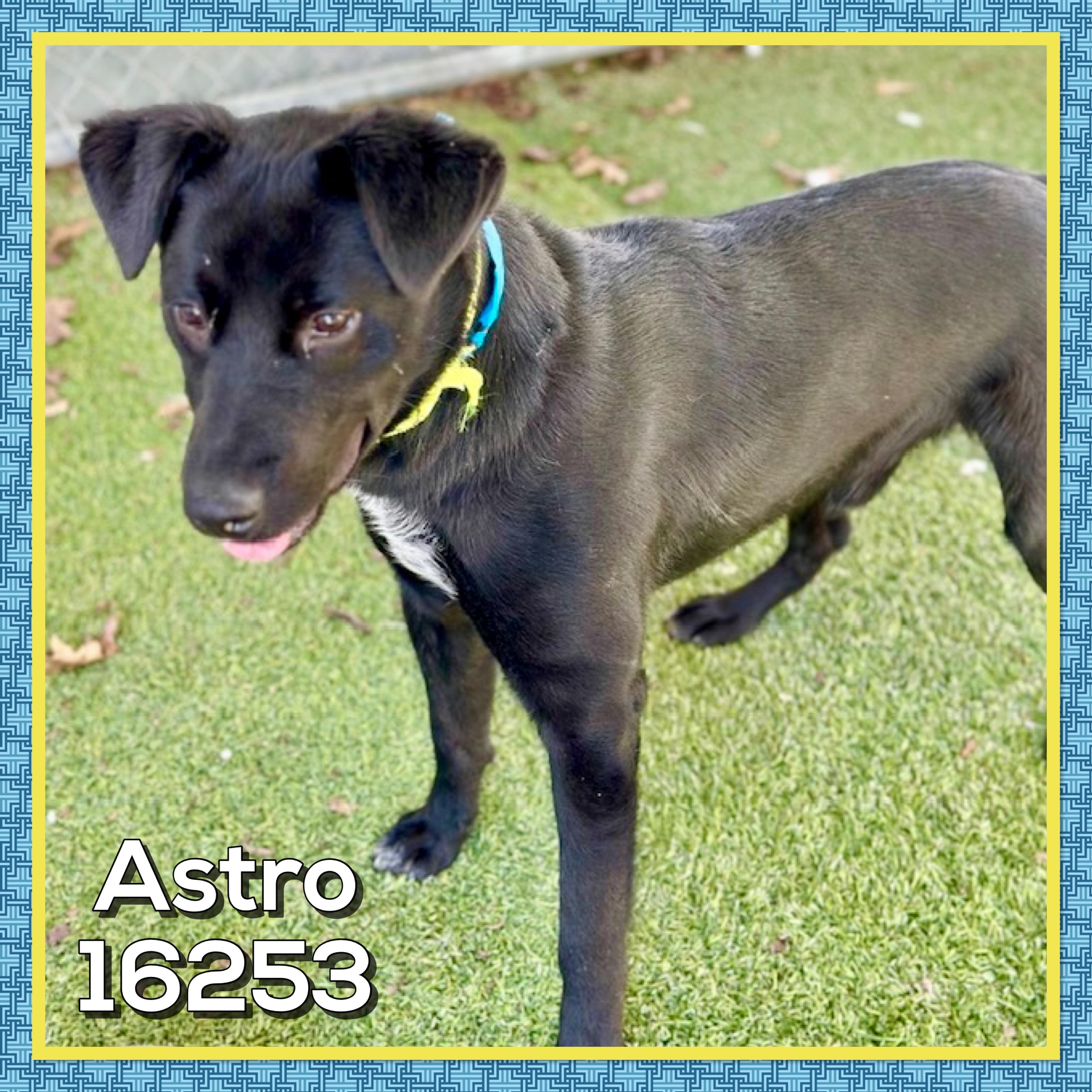 Enlarge ASTRO, an adoptable mixed breed in Marietta, GA image 3/4