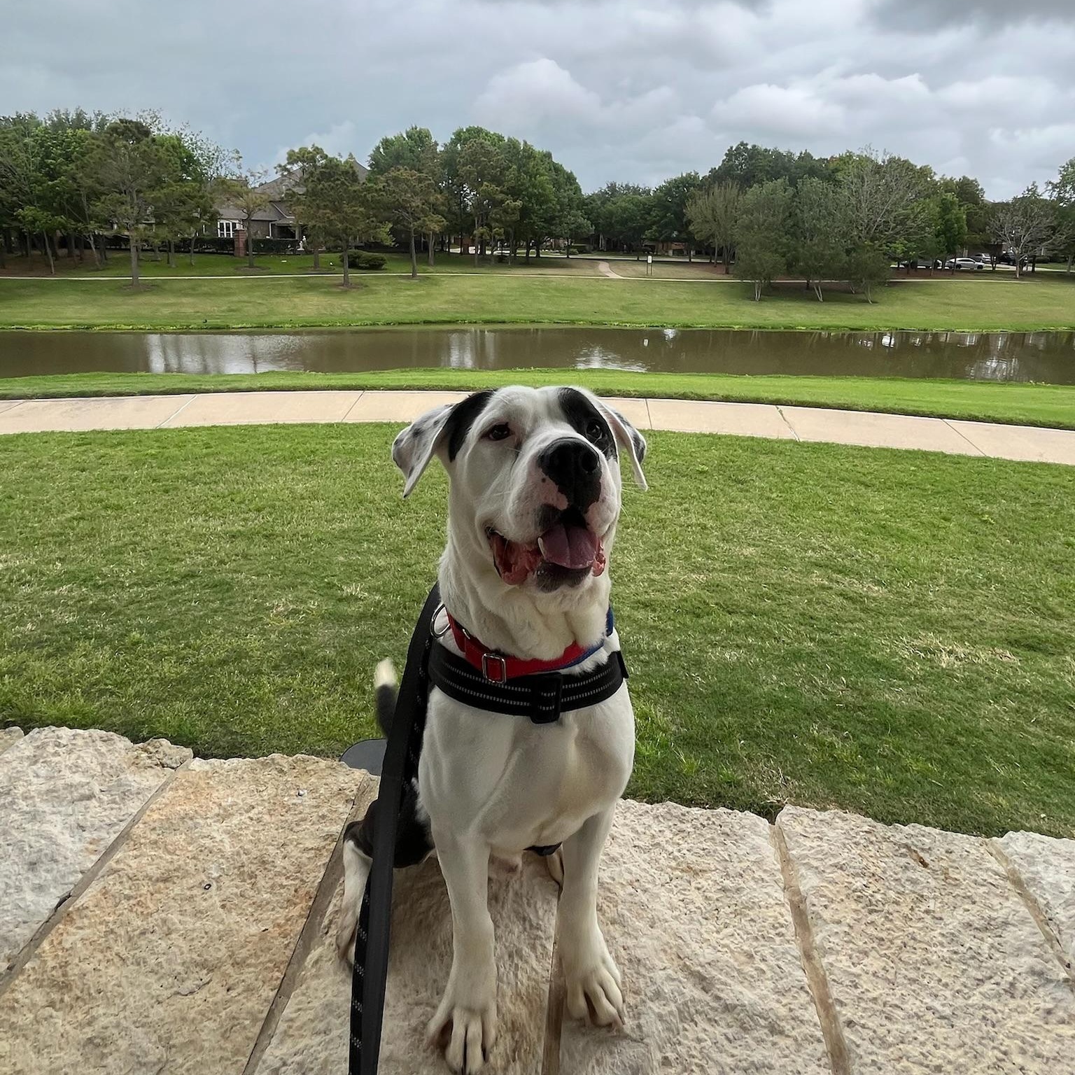 Willis, Adoptable, Young Male Pit Bull Terrier.