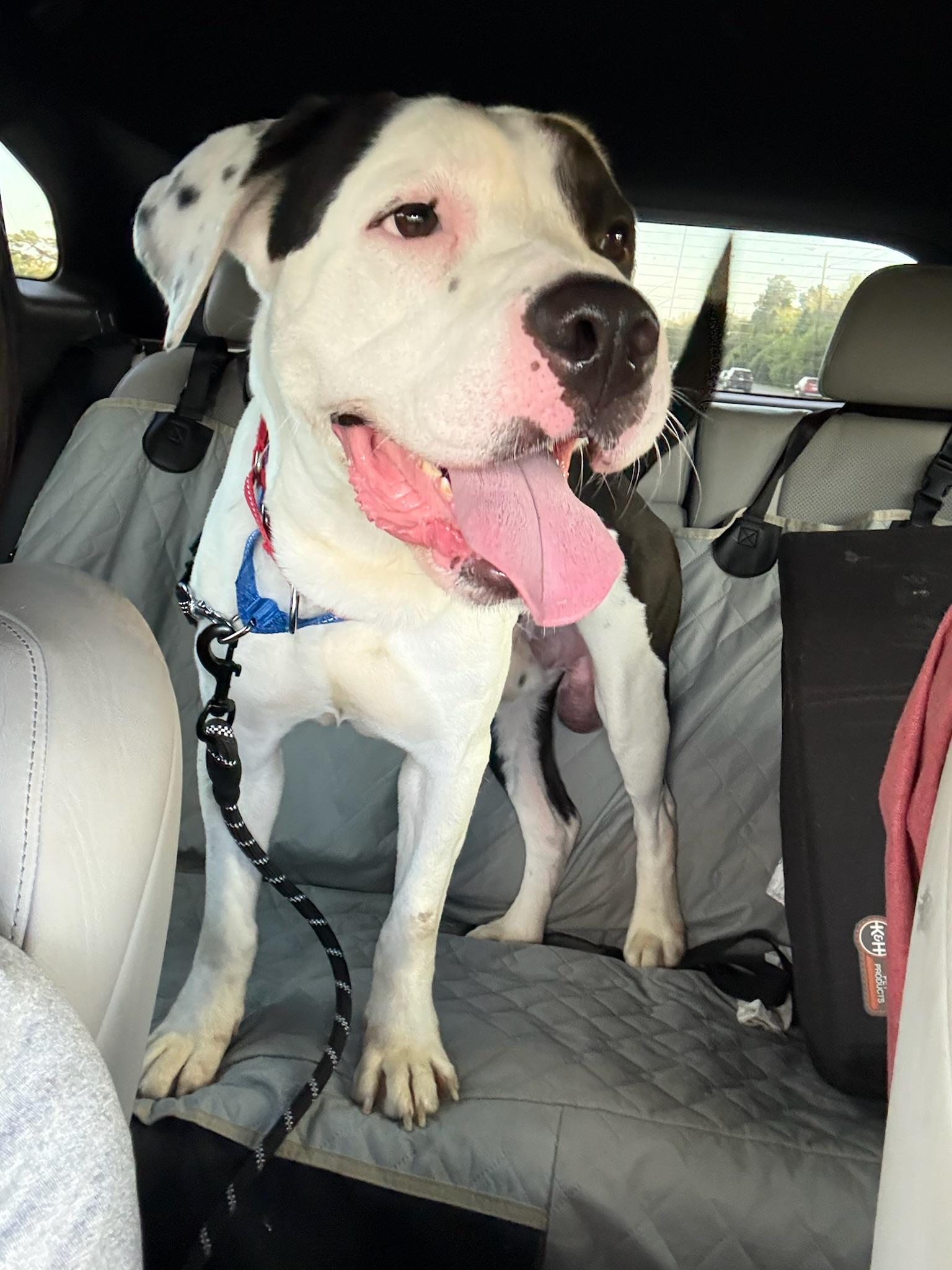 Enlarge Willis, a Adoptable mixed breed in Yonkers, NY image 3/5