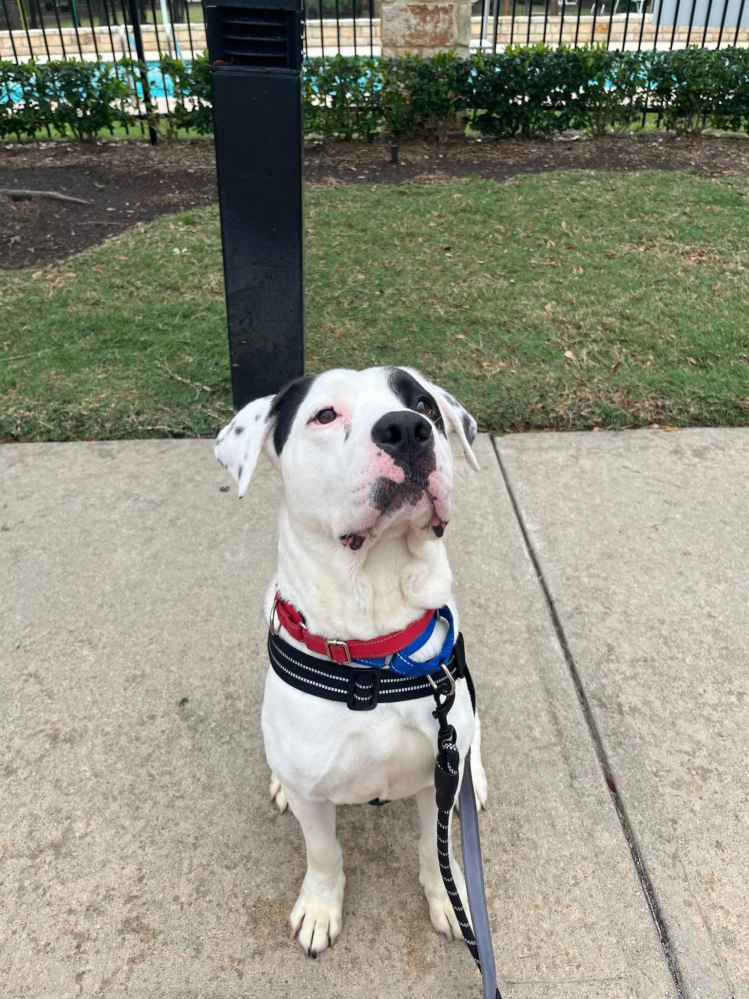 Enlarge Willis, a Adoptable mixed breed in Yonkers, NY image 2/5