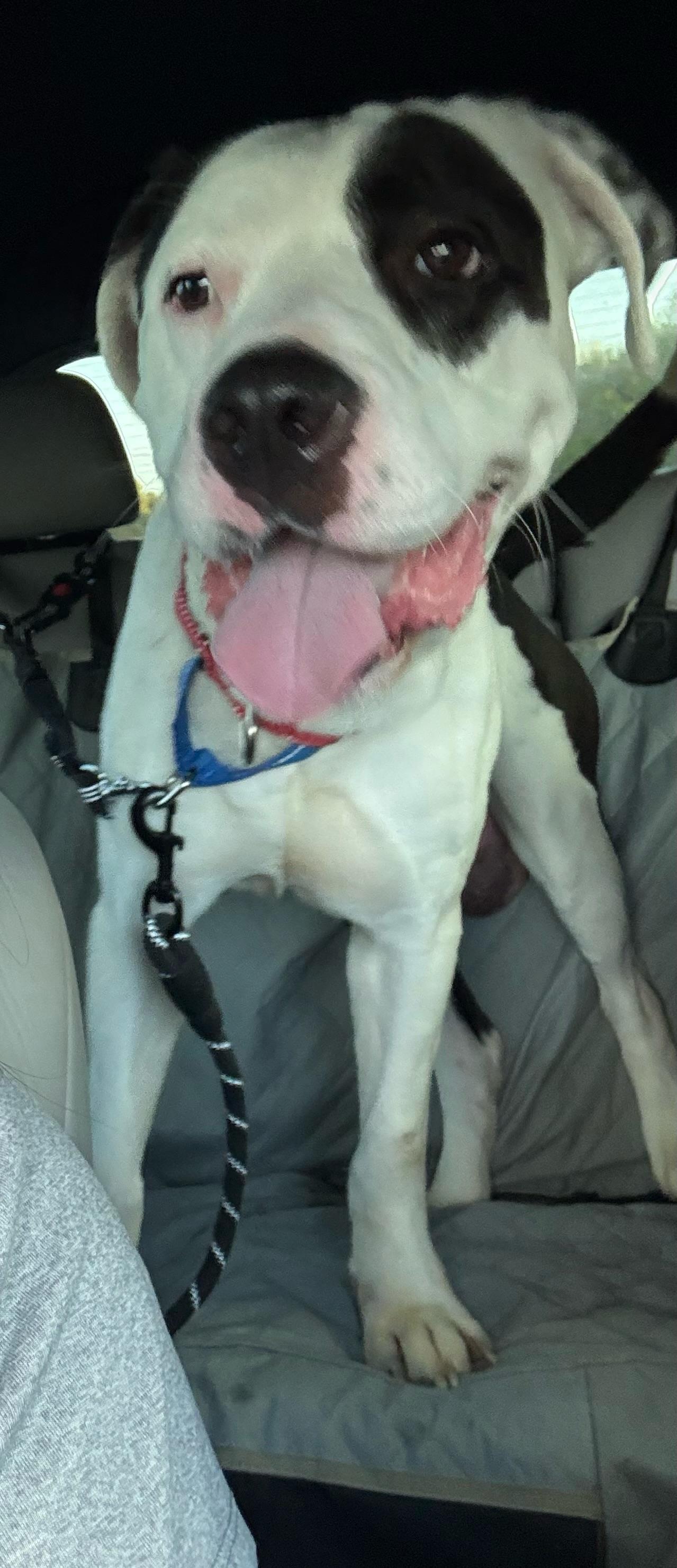 Enlarge Willis, a Adoptable mixed breed in Yonkers, NY image 5/5
