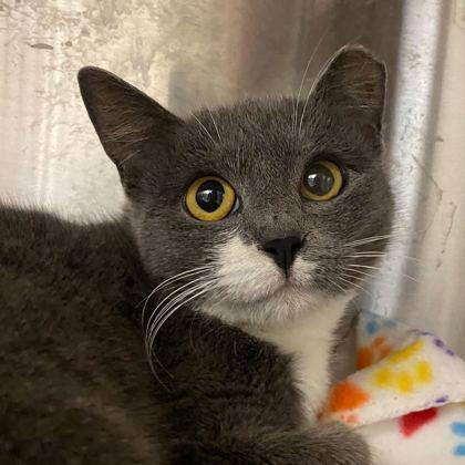 Luna Fox — thumbnail 2