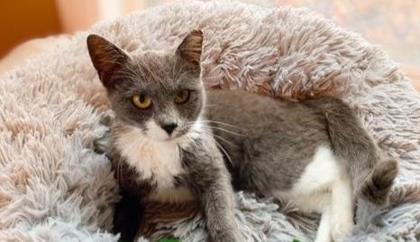 Luna Fox — thumbnail 3