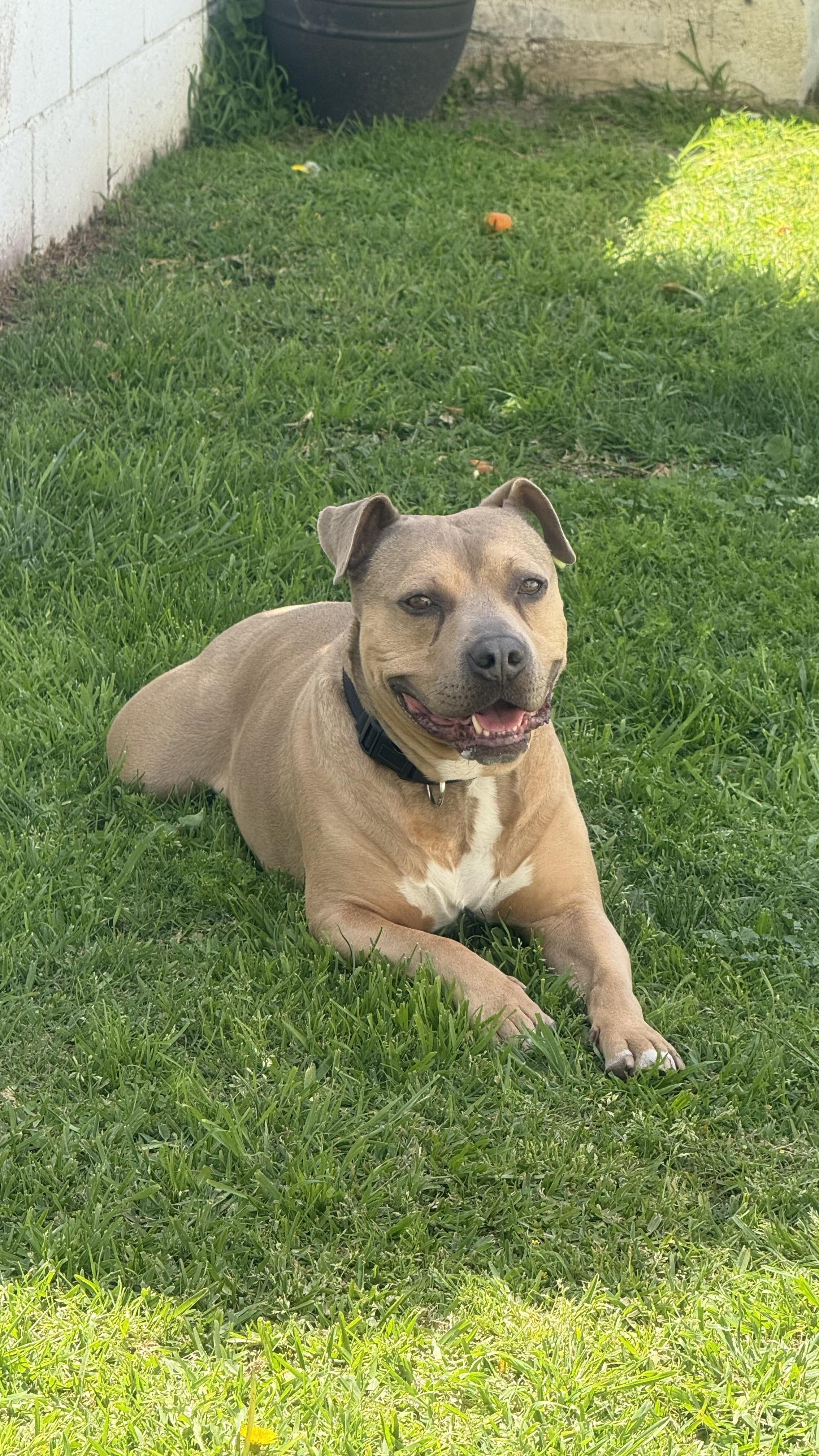 Ray, a Adoptable American Staffordshire Terrier in Claremont, CA image 5/6