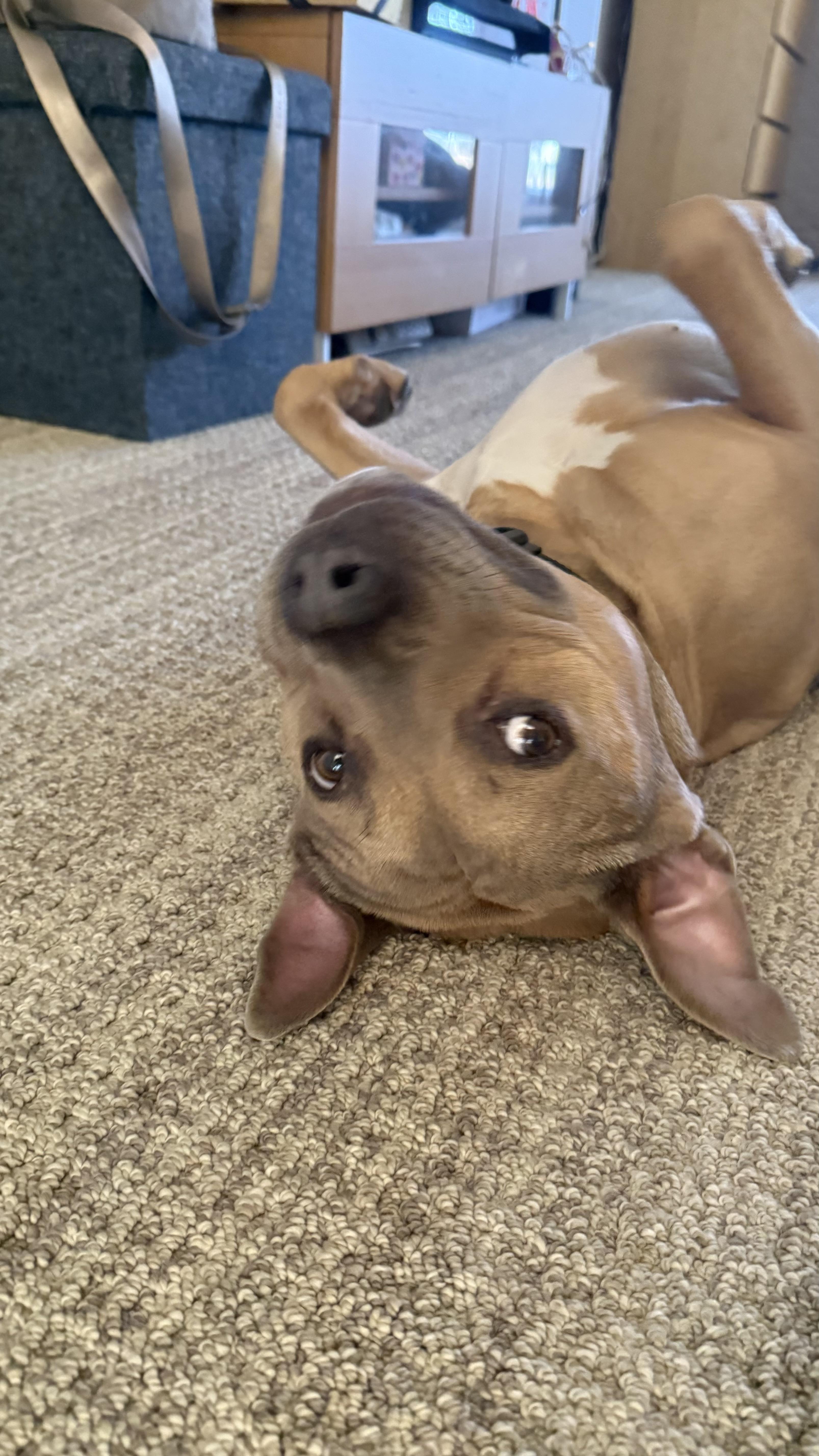 Ray, a Adoptable American Staffordshire Terrier in Claremont, CA image 1/6