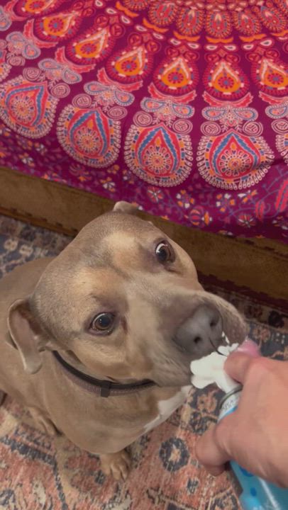 Enlarge Ray, a Adoptable American Staffordshire Terrier in Claremont, CA video 3/6