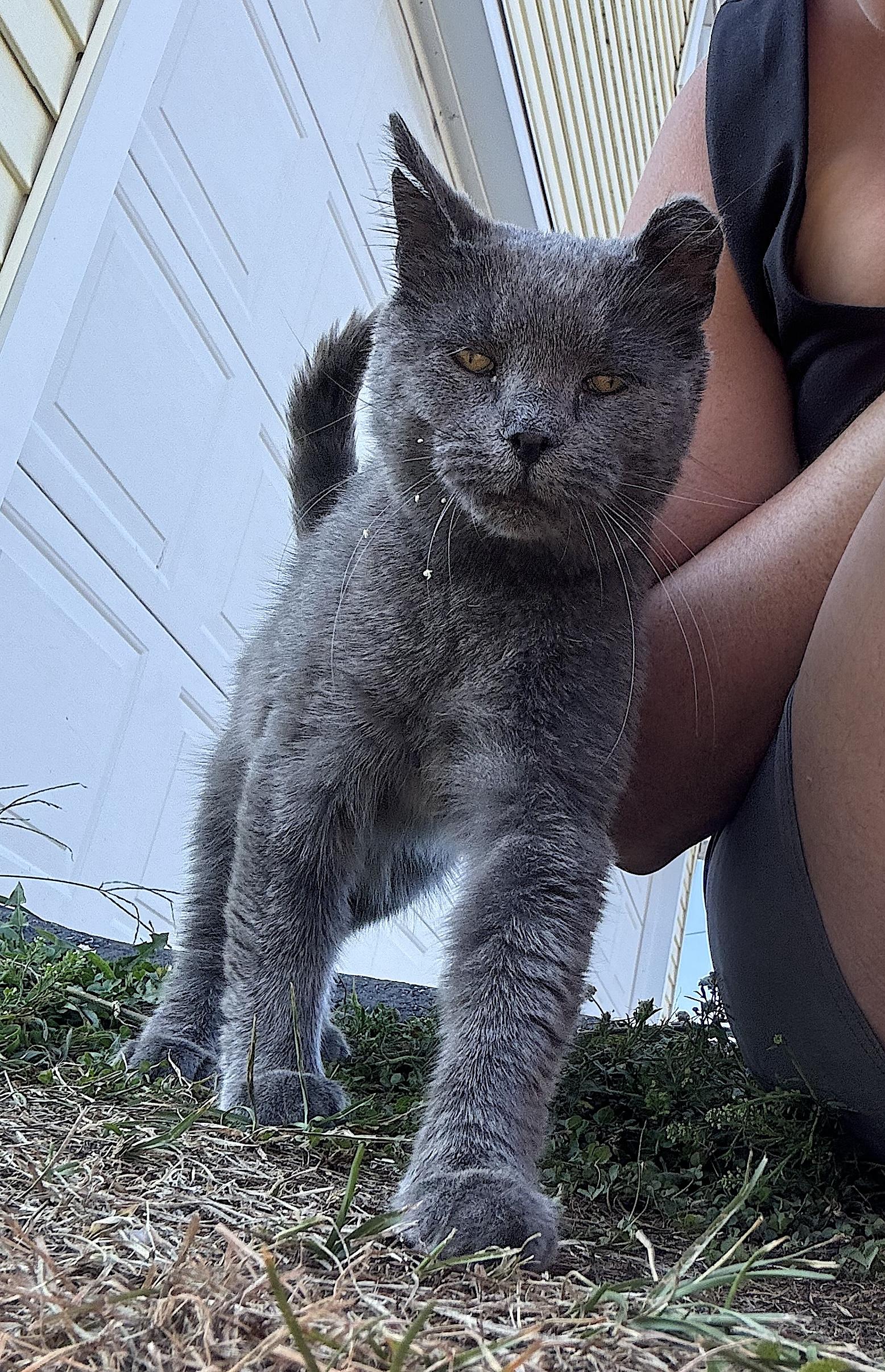 Mama Kitty photo 4