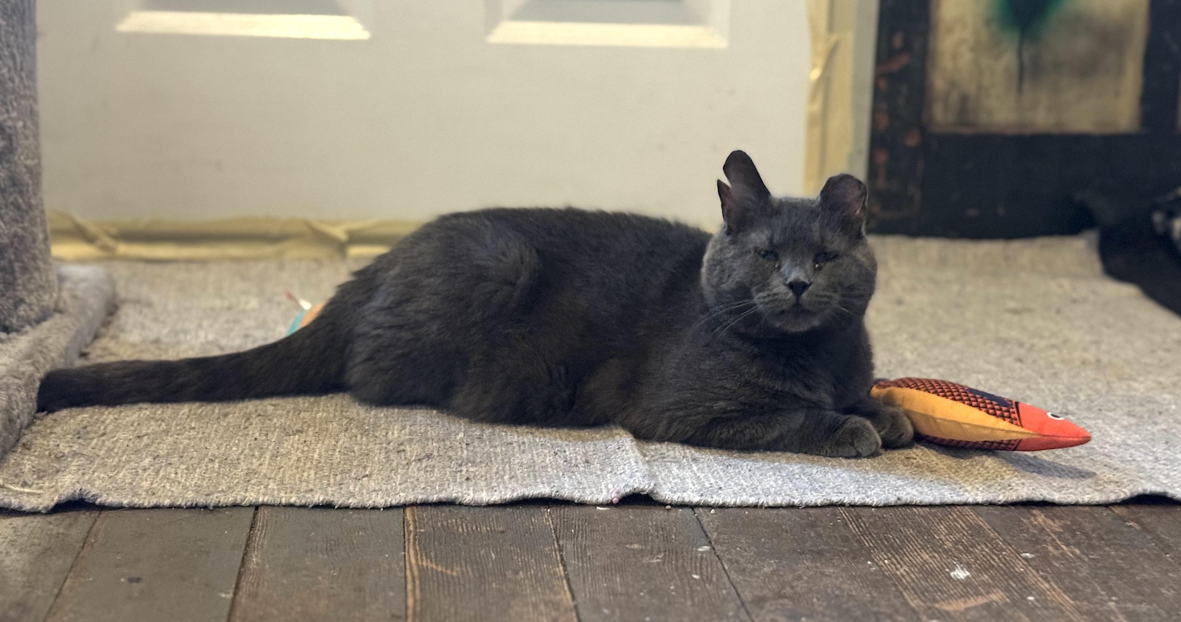 Mama Kitty photo 3