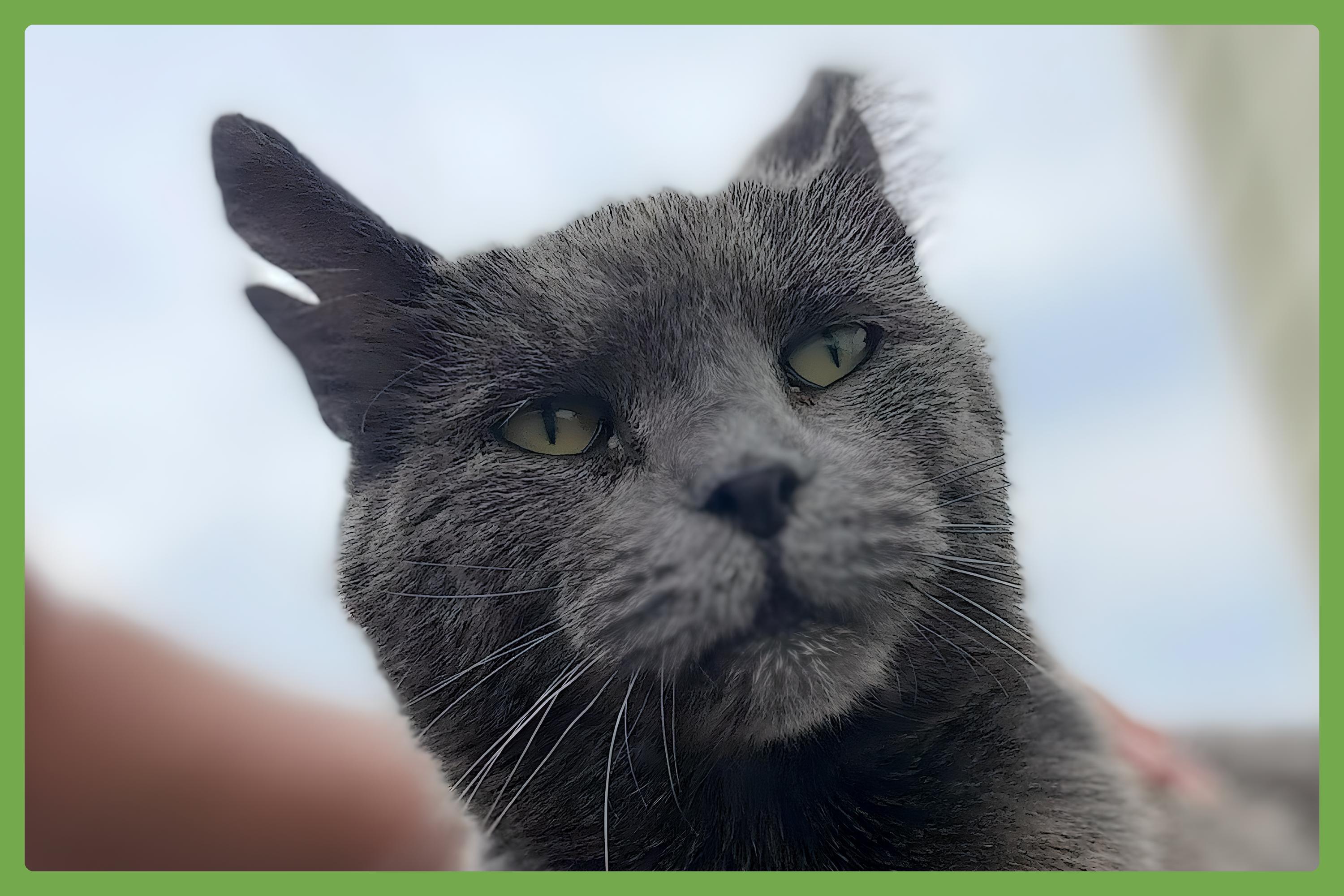 Mama Kitty, Adult Female unknown