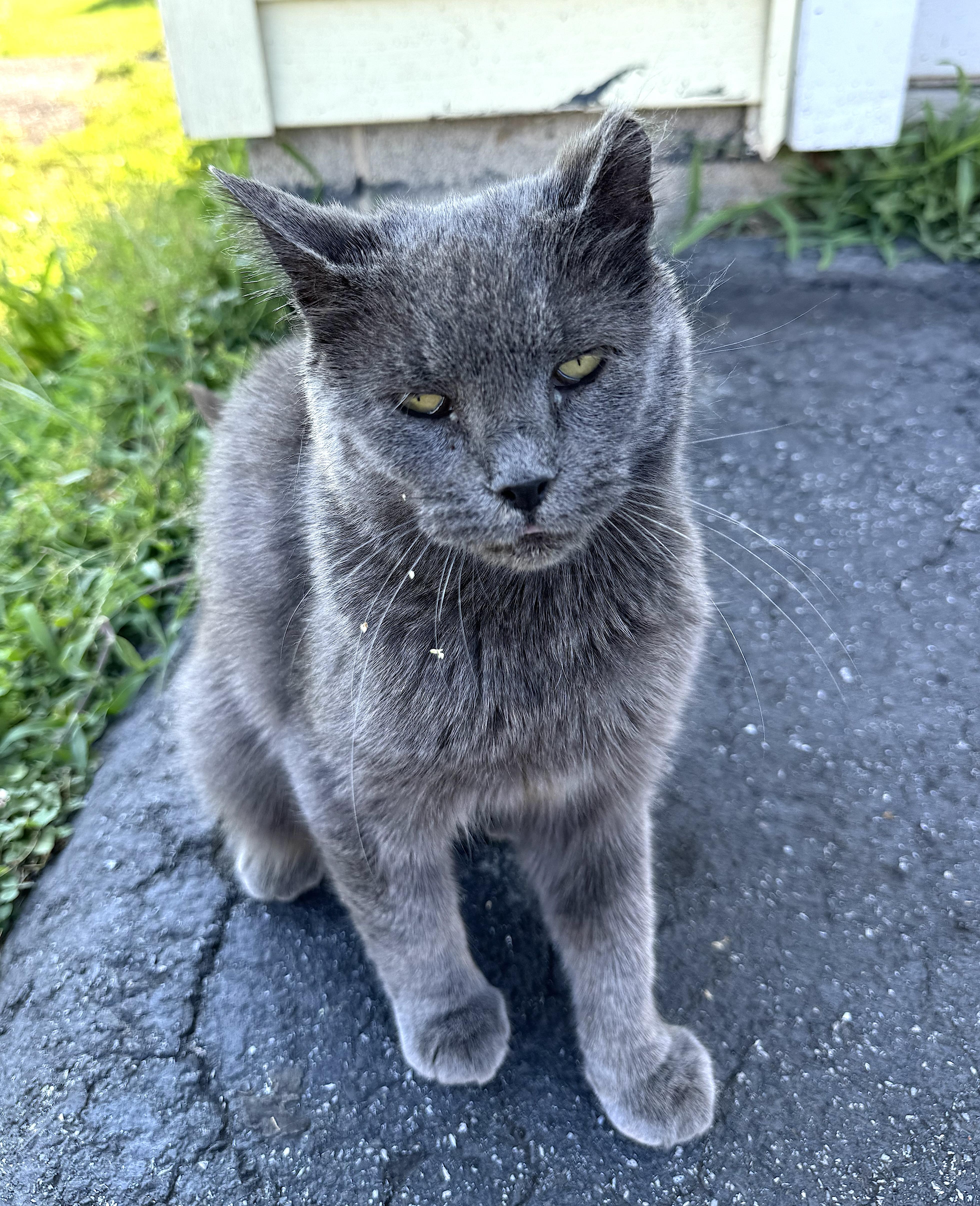 Mama Kitty photo 2