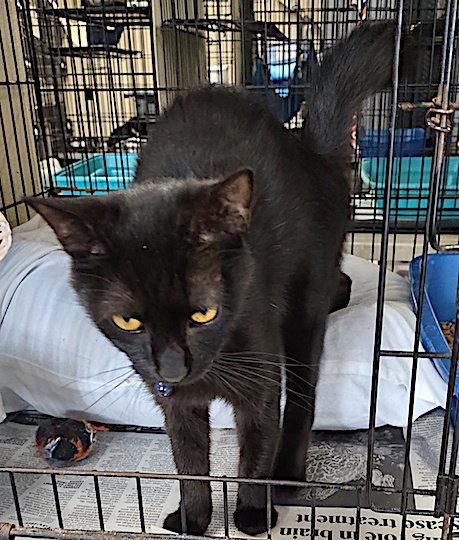 Zorra, Adopted, Adult Female Domestic Short Hair.