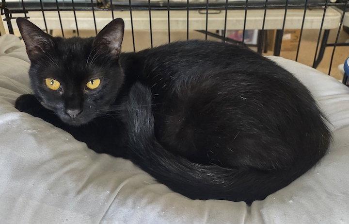 Zorra, a Adopted Domestic Short Hair in Albemarle, NC image 2/3