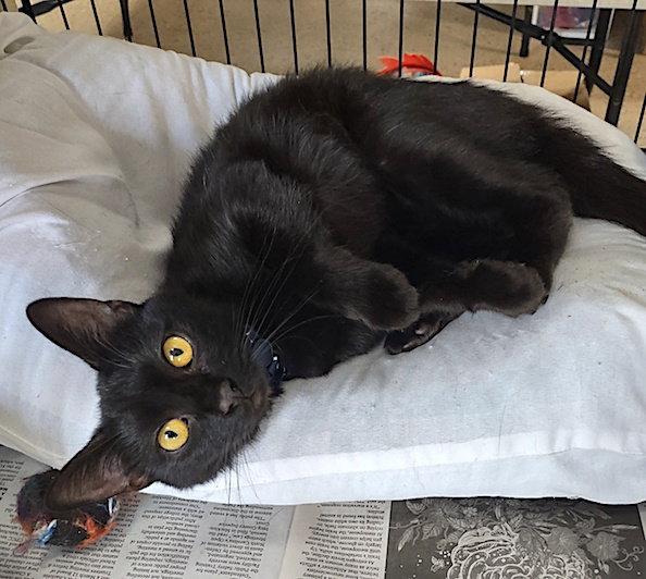 Zorra, a Adopted Domestic Short Hair in Albemarle, NC image 3/3