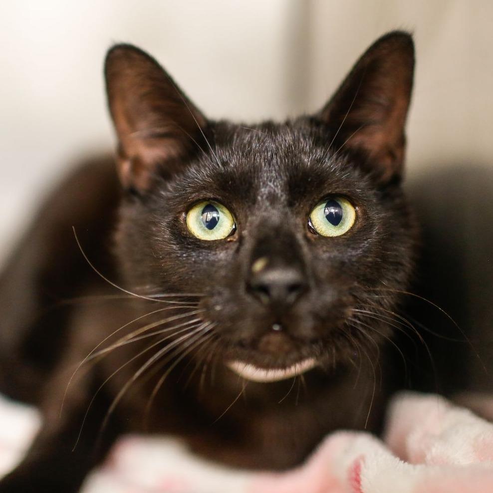 Arlis, Adoptable, Young Male Domestic Short Hair.