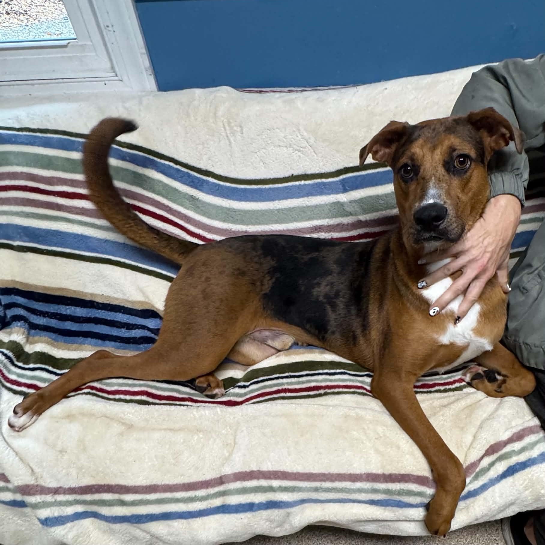 Enlarge Definitely Kevin, a Adoptable Catahoula Leopard Dog in Sunderland, MD image 2/4