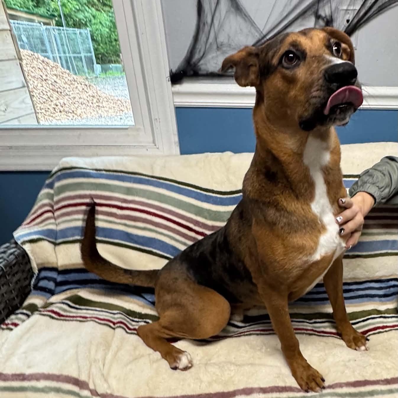 Enlarge Definitely Kevin, a Adoptable Catahoula Leopard Dog in Sunderland, MD image 4/4