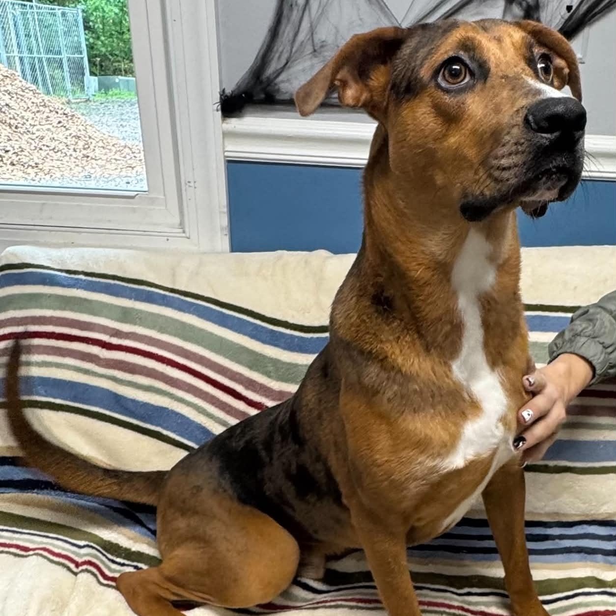 Definitely Kevin, Adoptable, Young Male Catahoula Leopard Dog.