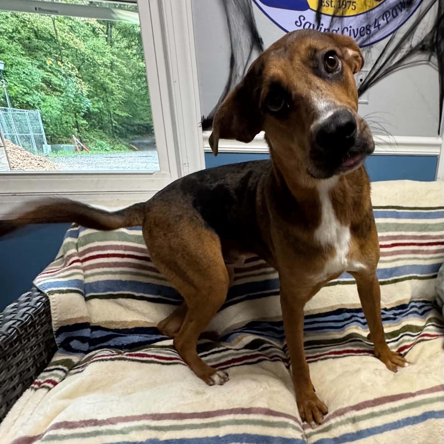 Enlarge Definitely Kevin, a Adoptable Catahoula Leopard Dog in Sunderland, MD image 3/4