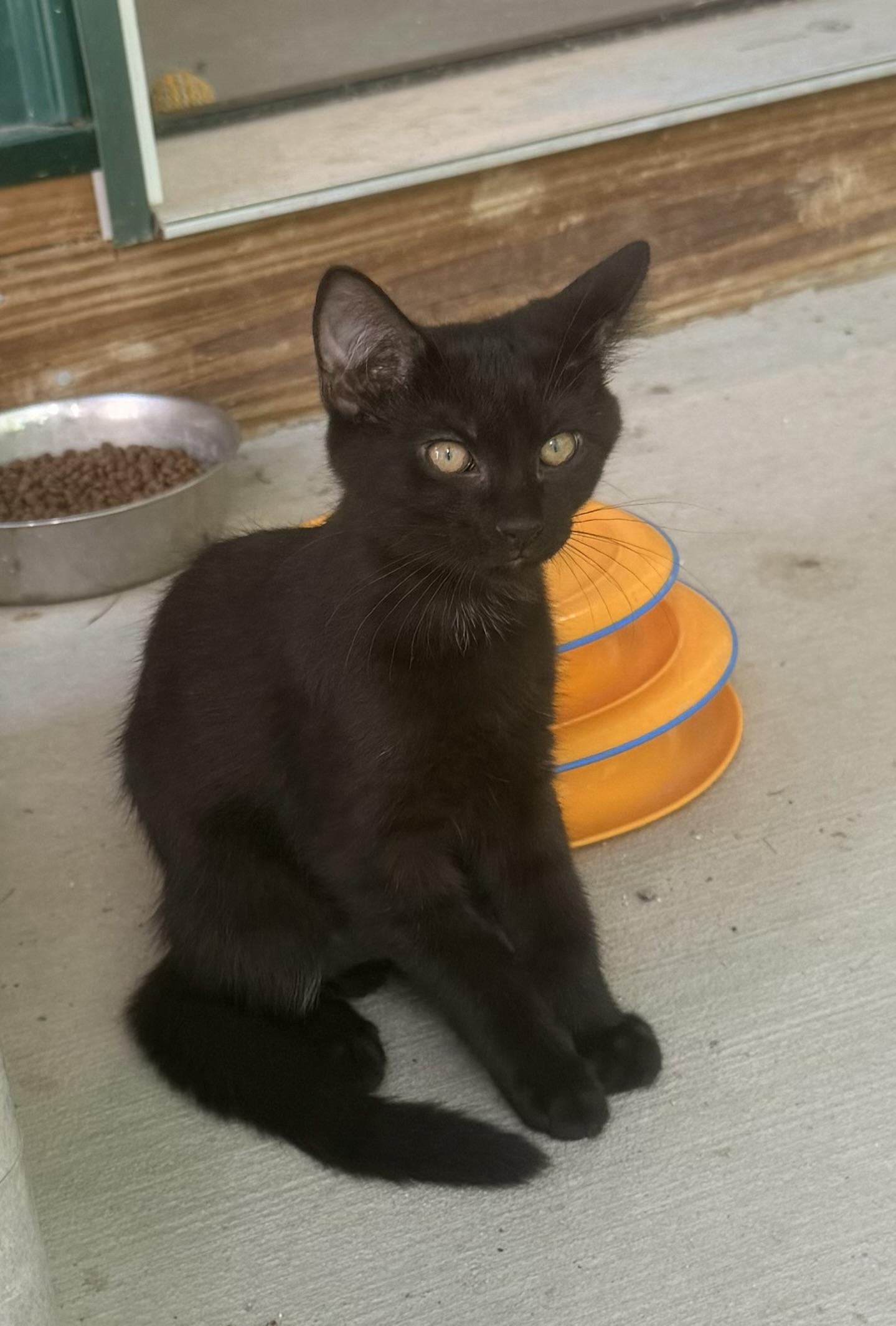 Ben, a ADOPTABLE mixed breed in Pittsburgh, PA image 6/6