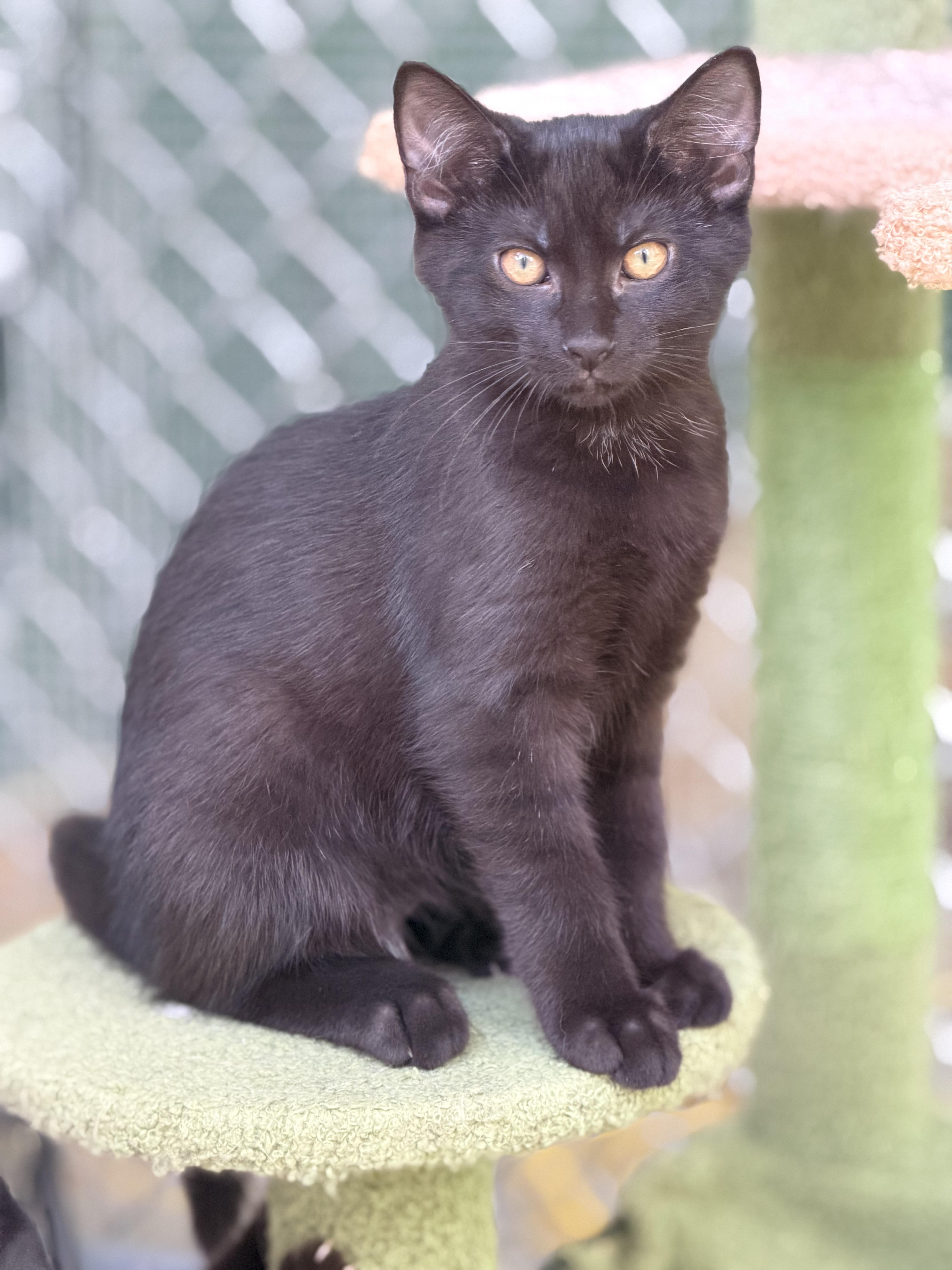 Ben, ADOPTABLE, Kitten Male Domestic Short Hair.