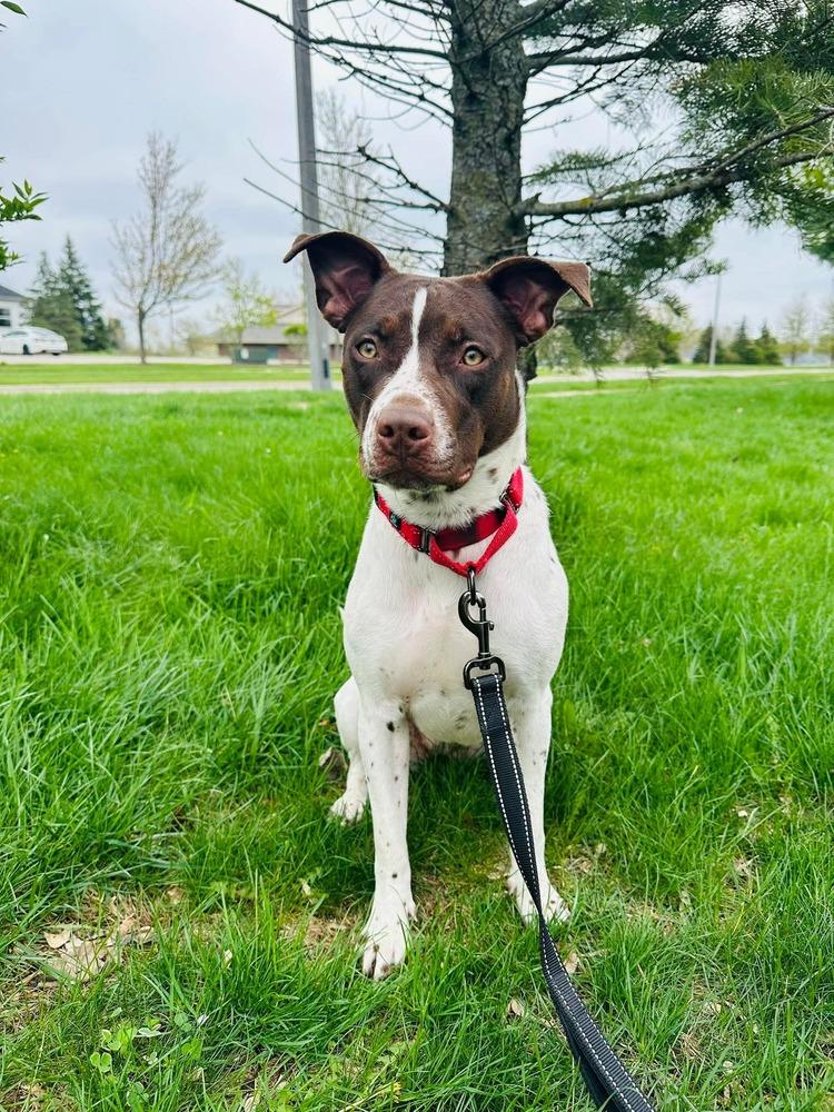 Enlarge Delphi (26-065 D), a Adoptable mixed breed in Lansing, MI image 2/4