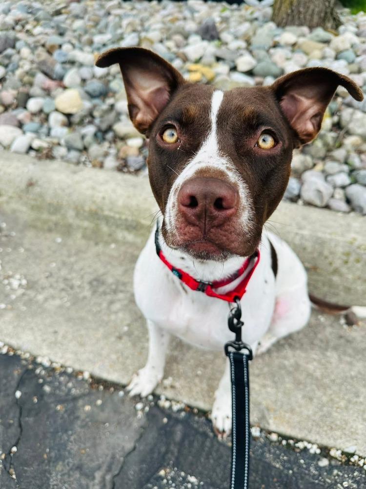 Enlarge Delphi (26-065 D), a Adoptable mixed breed in Lansing, MI image 3/4