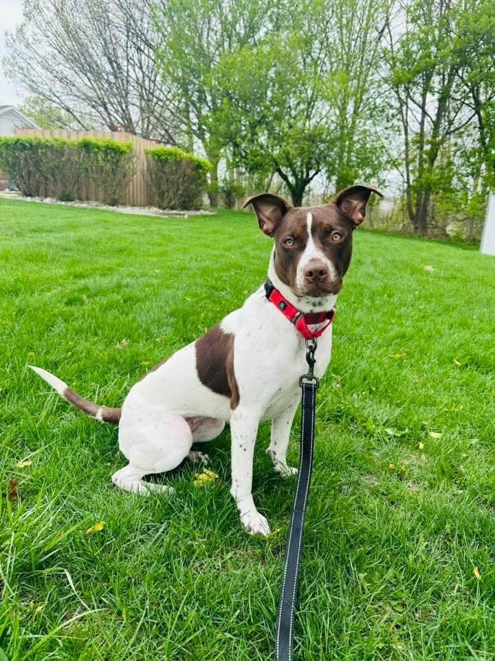 Enlarge Delphi (26-065 D), a Adoptable mixed breed in Lansing, MI image 4/4