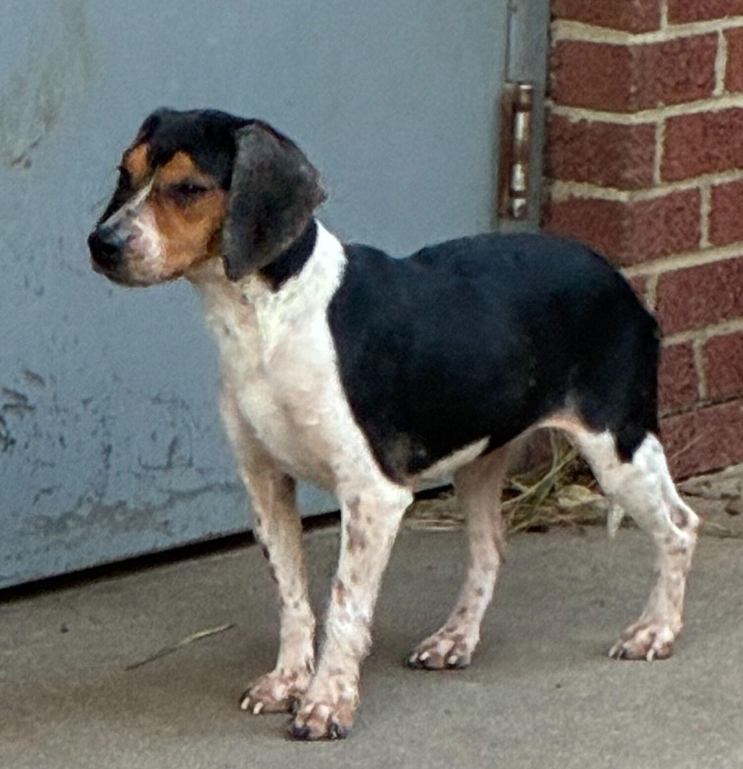 Enlarge Velma, a Adoptable Beagle in Raleigh, NC image 1/2
