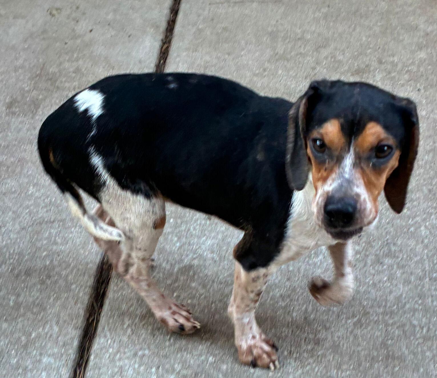 Enlarge Velma, a Adoptable Beagle in Raleigh, NC image 2/2